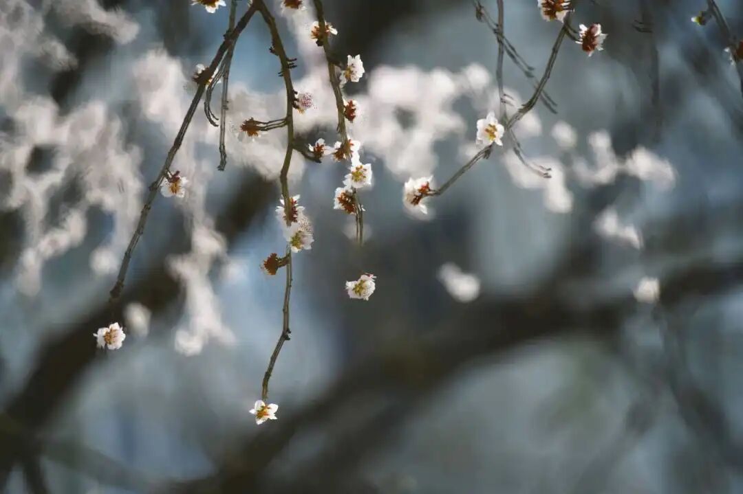 315 花儿朵朵开 李士录.jpg