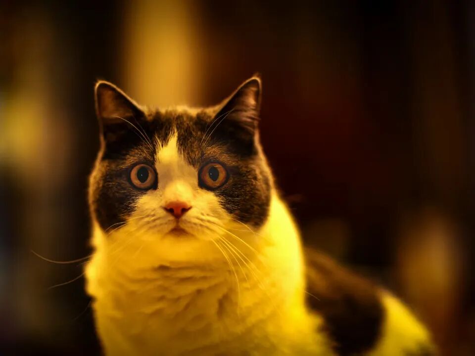 322 猫咪小九 王晓飞 .jpg